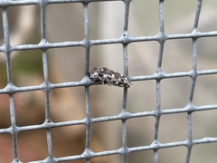 Acmaeoderopsis junki