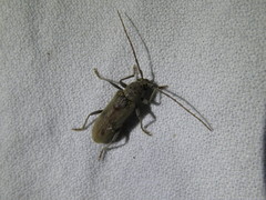 Eburia mutica