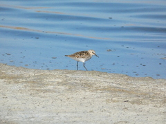 Calidris minuta