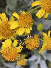 Acmaeodera alicia