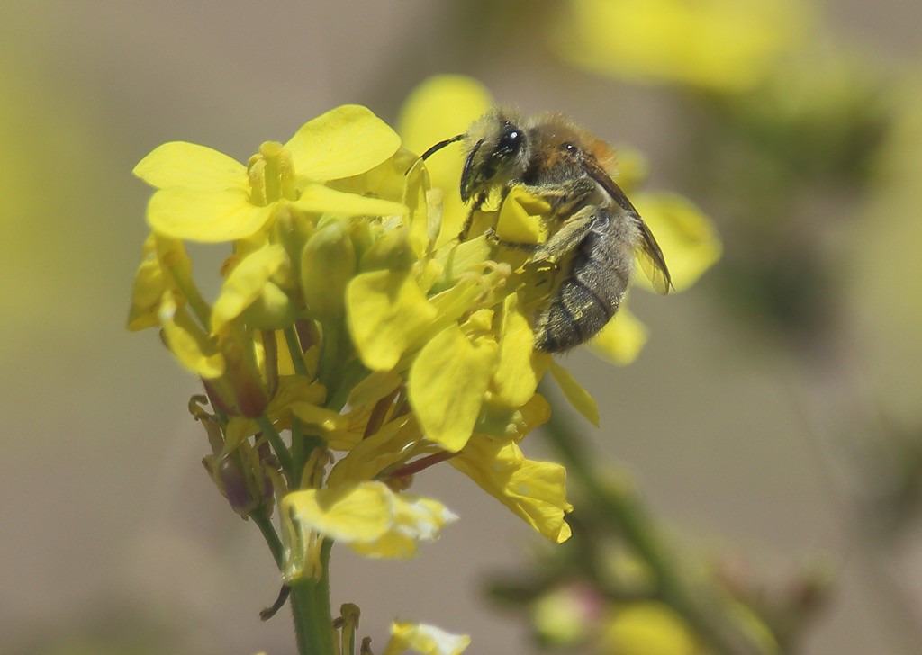 Colletes sulcatus
