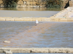 Chroicocephalus genei