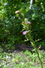 Cirsium carolinianum
