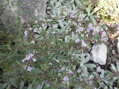 Ziziphora serpyllacea