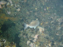 Pachymetopon blochii