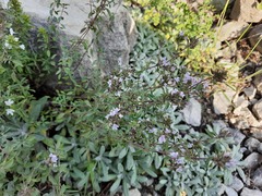 Ziziphora serpyllacea