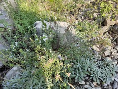 Ziziphora serpyllacea