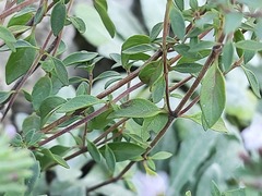 Ziziphora serpyllacea