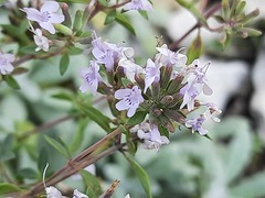 Ziziphora serpyllacea