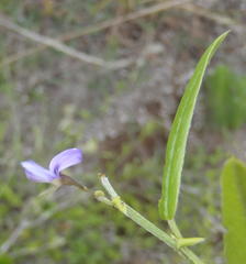 Psoralea asarina