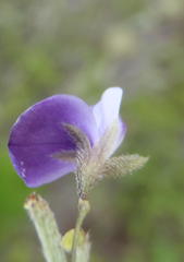 Psoralea asarina