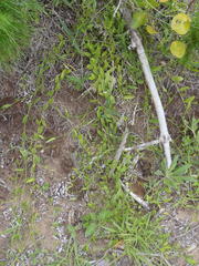 Psoralea asarina