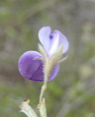 Psoralea asarina
