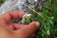 Cardamine digitata