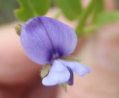Psoralea asarina