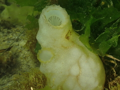 Phallusia mammillata