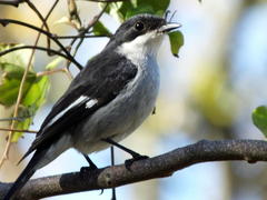 Fiscal Flycatcher photo 3
