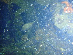 Umbrina canariensis