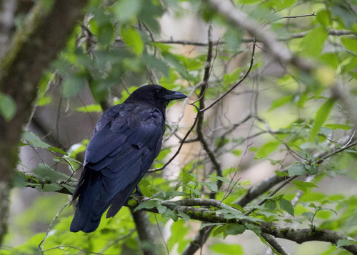Common Raven photographed in Tennessee