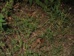 Silphiodaucus prutenicus