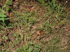 Silphiodaucus prutenicus