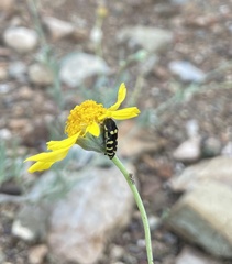 Acmaeodera alicia