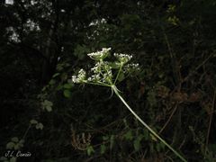 Silphiodaucus prutenicus