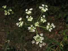 Silphiodaucus prutenicus