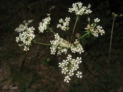 Silphiodaucus prutenicus