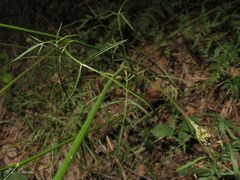 Silphiodaucus prutenicus