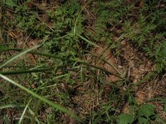 Silphiodaucus prutenicus