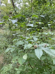 Eleutherococcus sessiliflorus