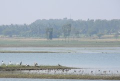 Limosa limosa