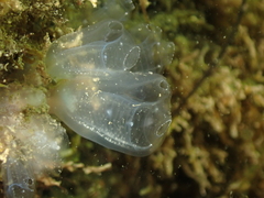 Clavelina oblonga