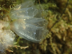 Clavelina oblonga