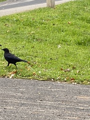 Corvus corone