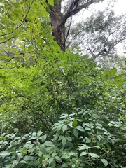 Eleutherococcus sessiliflorus