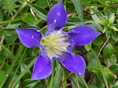 Gentiana septemfida grossheimii