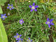 Gentiana septemfida grossheimii
