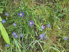 Gentiana septemfida grossheimii