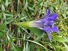Gentiana septemfida grossheimii