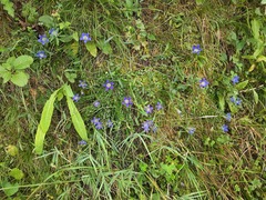 Gentiana septemfida grossheimii