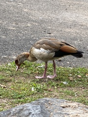 Alopochen aegyptiaca