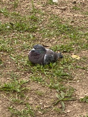 Columba livia domestica