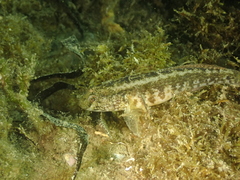 Gobius ophiocephalus