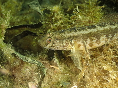 Gobius ophiocephalus