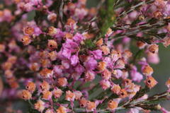 Erica selaginifolia