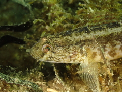 Gobius ophiocephalus