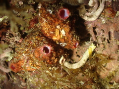 Pyura dura
