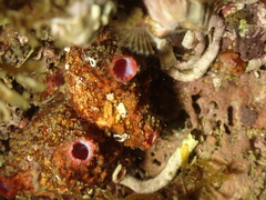 Pyura dura